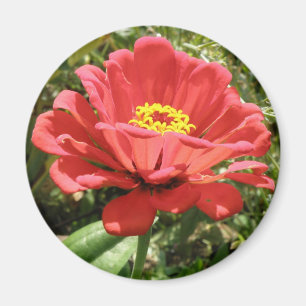 Red Zinnia Magnet