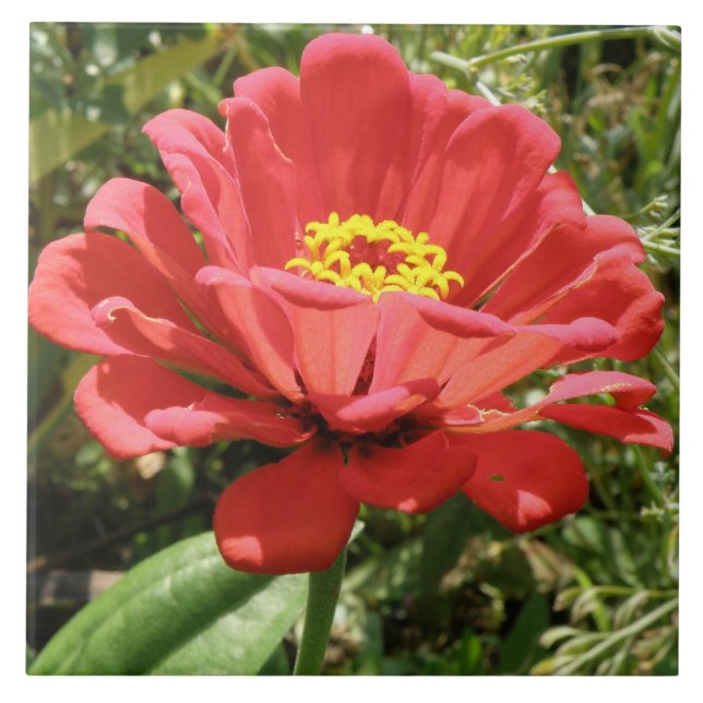 Red Zinnia Tile (Front)