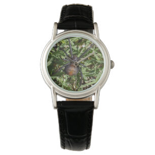 Redback Spider On Green Grass, Watch