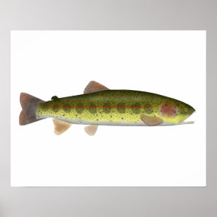 Redband Trout Poster