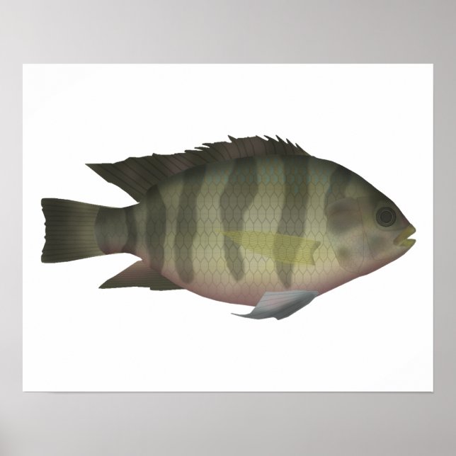 Redbelly Tilapia Poster (Front)