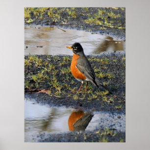 redbellybird poster