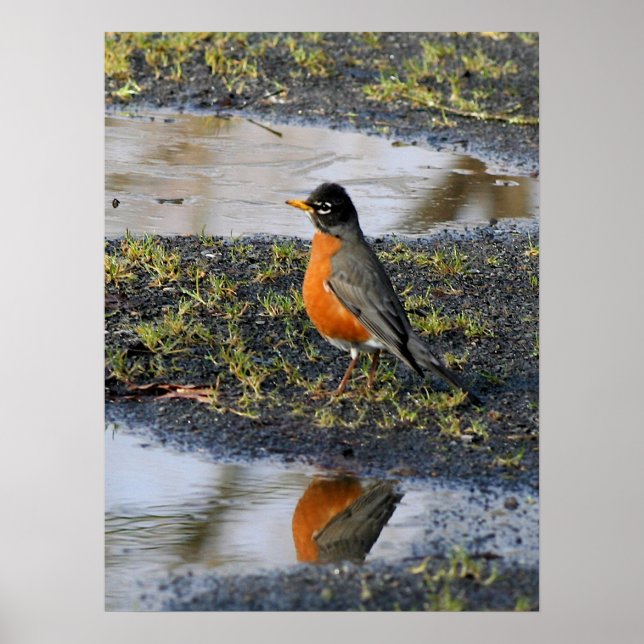 redbellybird poster (Front)