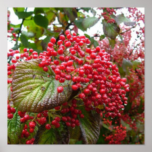 Redberries Poster