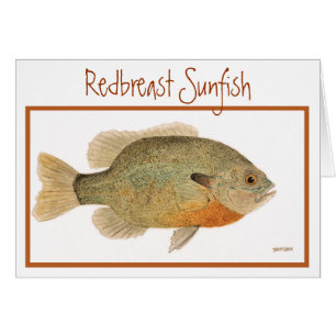 Redbreast Sunfish Card