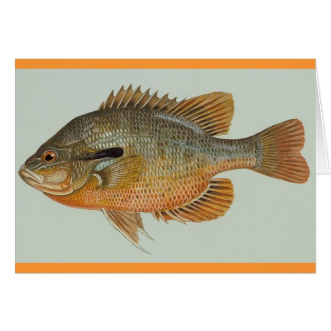 Redbreast Sunfish - Lepomis auritus (Front Horizontal)