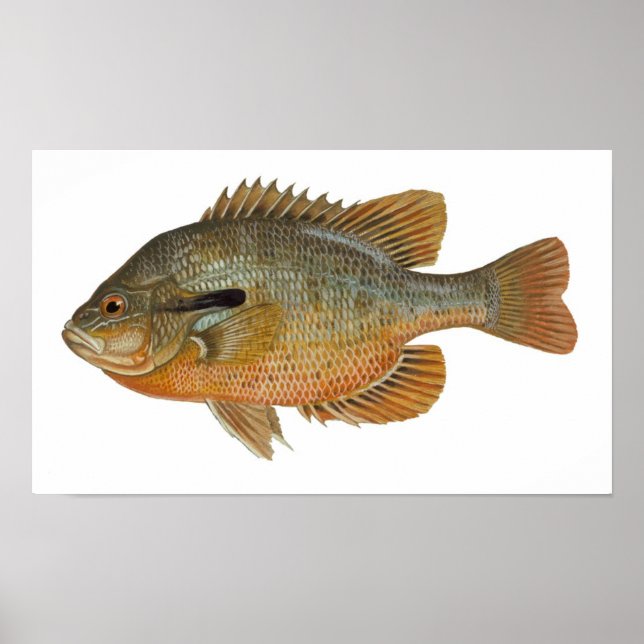 Redbreast Sunfish — Lepomis auritus Poster (Front)