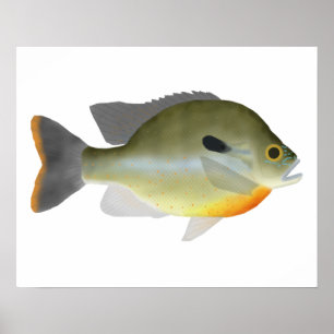 Redbreast Sunfish Poster