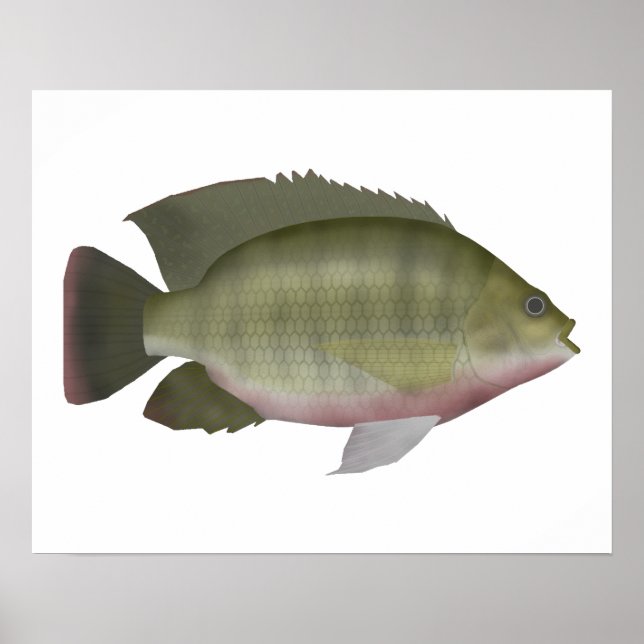 Redbreast Tilapia Poster (Front)