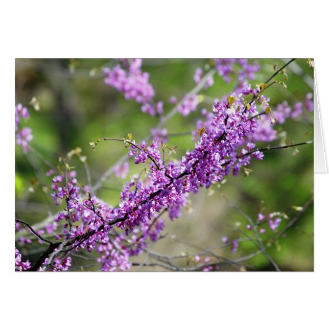 Redbud (Front Horizontal)