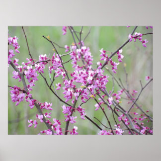 Redbud at Pokagon State Park Poster