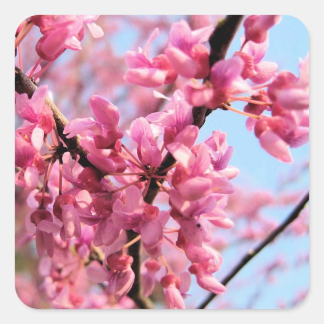 Redbud Blossoms Stickers (Front)
