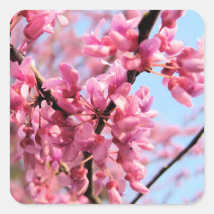 Redbud Blossoms Stickers
