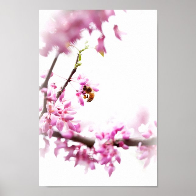 Redbud & honeybee in Springtime Poster (Front)