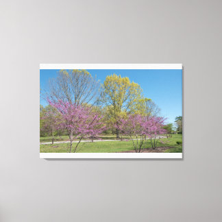 Redbud Hybrid bush Canvas Print