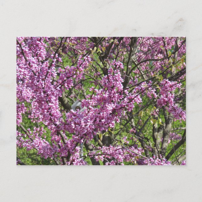 Redbud in Full Bloom Postcard (Front)