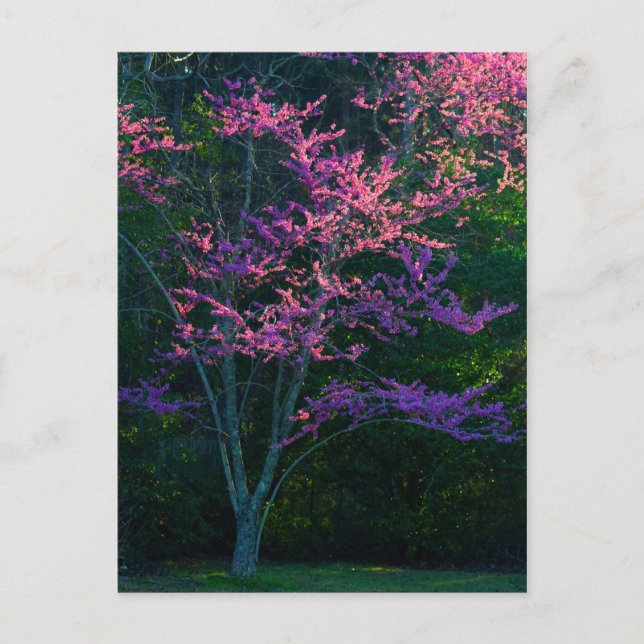 Redbud Tree at Sunset Postcard (Front)