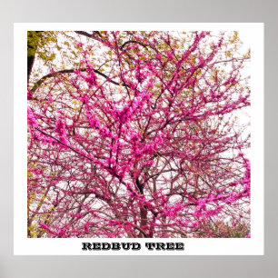 REDBUD TREE  POSTER