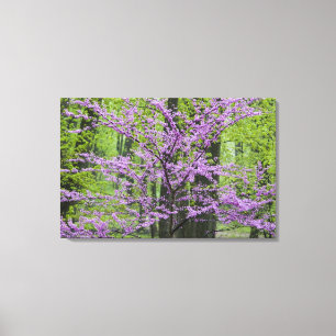 Redbud trees in full spring bloom near Defiance Canvas Print