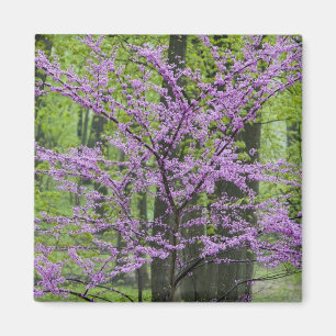 Redbud trees in full spring bloom near Defiance Magnet