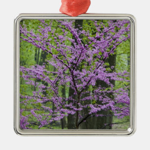 Redbud trees in full spring bloom near Defiance Metal Tree Decoration