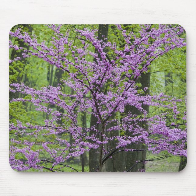 Redbud trees in full spring bloom near Defiance Mouse Mat (Front)