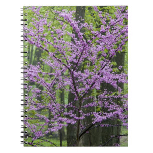 Redbud trees in full spring bloom near Defiance Notebook
