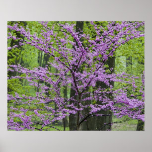 Redbud trees in full spring bloom near Defiance Poster