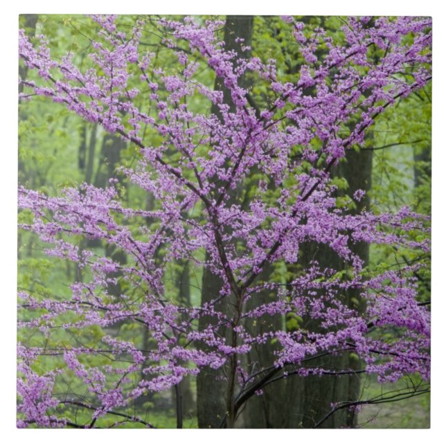 Redbud trees in full spring bloom near Defiance Tile (Front)