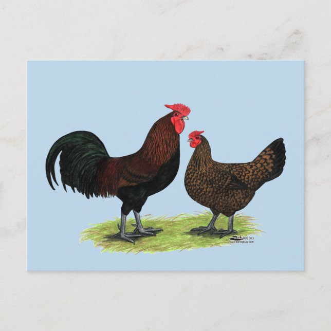 Redcap Chickens Postcard (Front)
