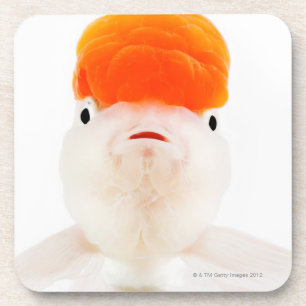 Redcap lionhead goldfish (Carassius auratus) Coaster