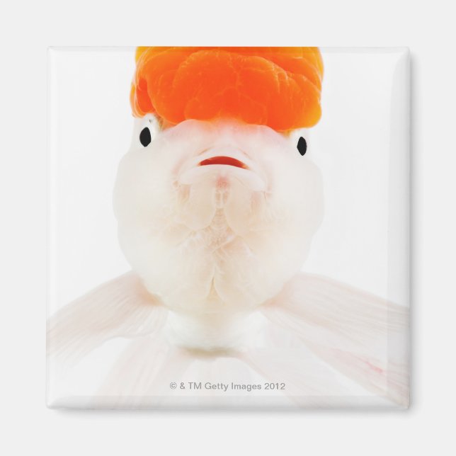 Redcap lionhead goldfish (Carassius auratus) Magnet (Front)