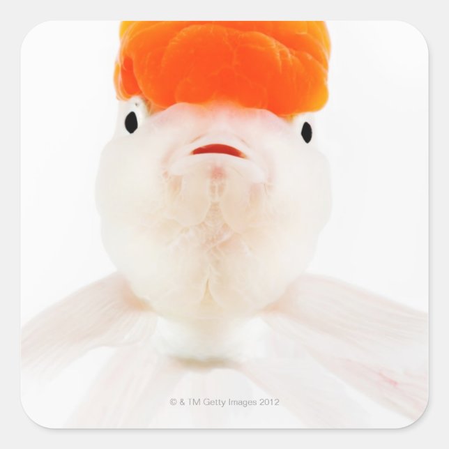 Redcap lionhead goldfish (Carassius auratus) Square Sticker (Front)