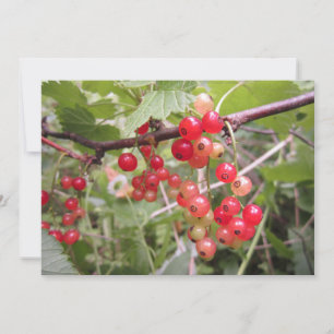 Redcurrant Holiday Card