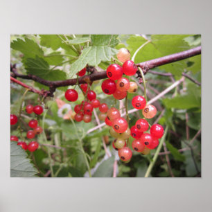 Redcurrant Poster