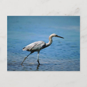 Reddish Egret, fishing Postcard