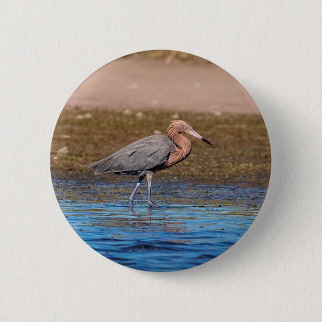 Reddish Egret on North Beach 6 Cm Round Badge (Front)