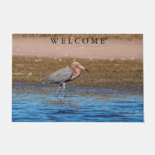 Reddish Egret on North Beach Doormat
