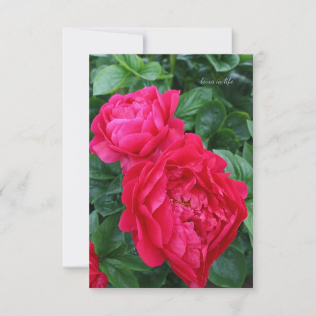 Reddish Pink Peony  Card (Front)