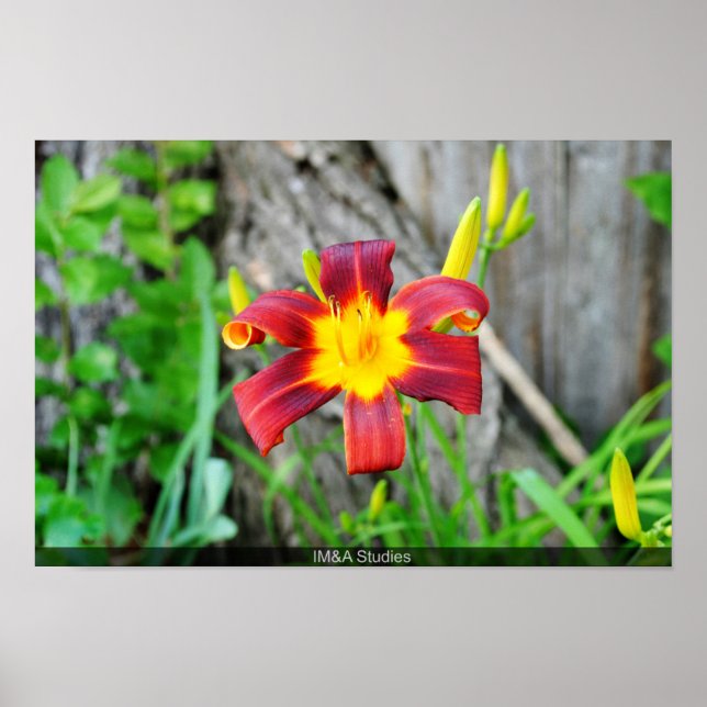 Reddish Yellow Flower Poster (Front)