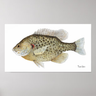 Redear Sunfish Art Poster