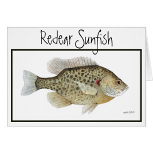 Redear Sunfish card