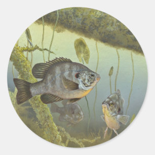 Redear Sunfish Classic Round Sticker