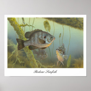 Redear Sunfish Painting Poster