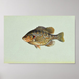 Redear sunfish poster