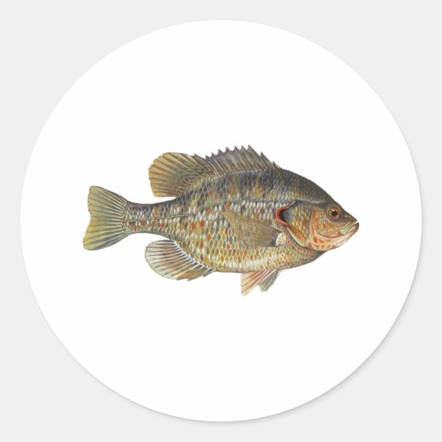 Redear Sunfish - Shellcracker Classic Round Sticker (Front)