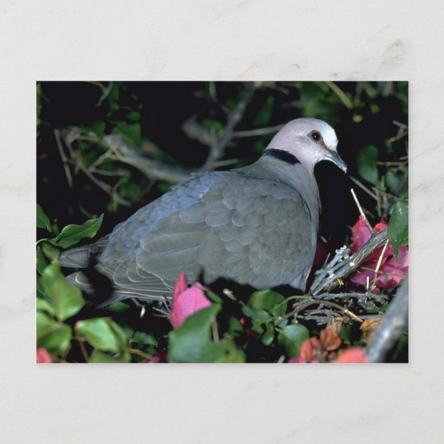 Redeye'd Dove Postcard (Front)