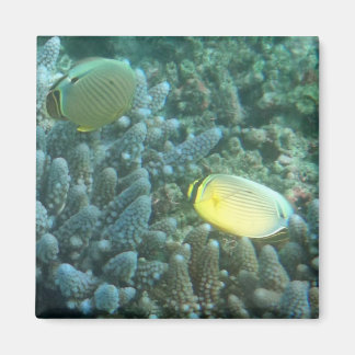 Redfin Butterflyfish (Chaetodon lunulatus) Magnet