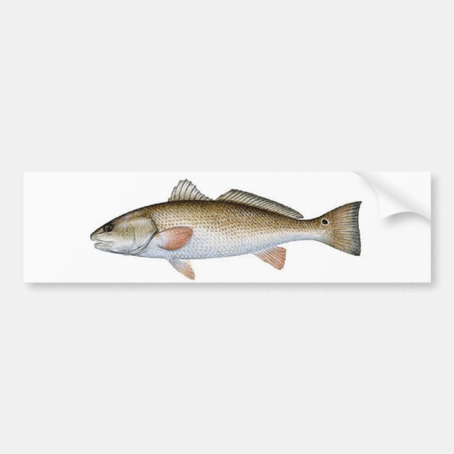 REDFISH BUMPER STICKER (Front)