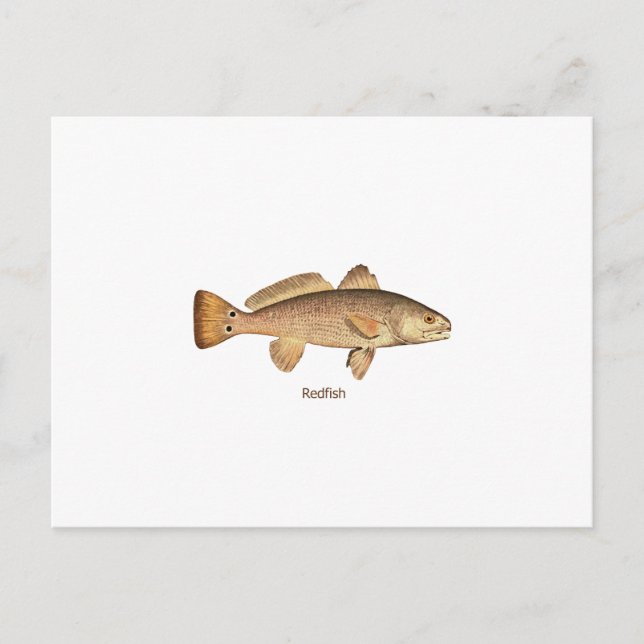 Redfish Logo Postcard (Front)